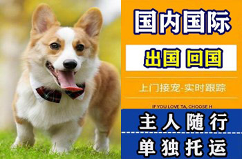 昆山宠物托运公司昆山宠物托运公司昆山宠物托运公司