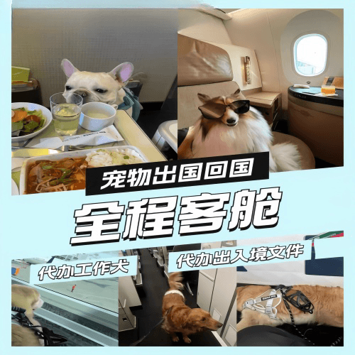 昆山宠物托运到白俄罗斯宠物入境规定和要求